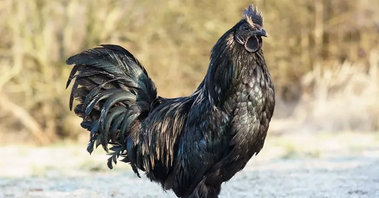 কালো মুরগি